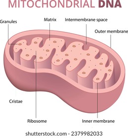 Illustration of Mitochondrial DNA anatomy diagram