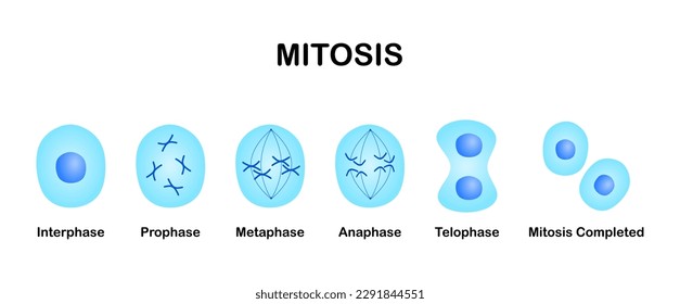 Illustration of mitosis stages from Interphase, Prophase, Metaphase, Anaphase, and Telophase to complete two new cells. cell division on a white background.