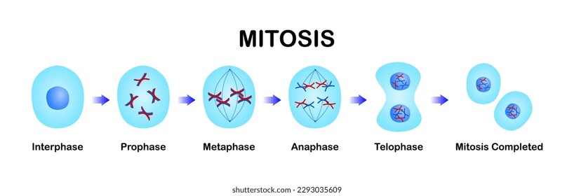 Illustration of mitosis stages from Interphase, Prophase, Metaphase, Anaphase, and Telophase to complete two new cells. cell division on a white background.