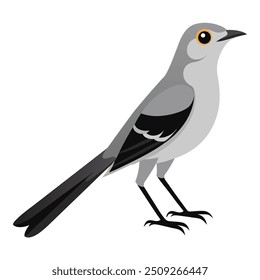 Illustration of  Mockingbird Isolated on white