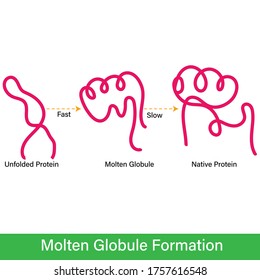 Illustration Of Molten Globule Formation During Protein Folding Protein.