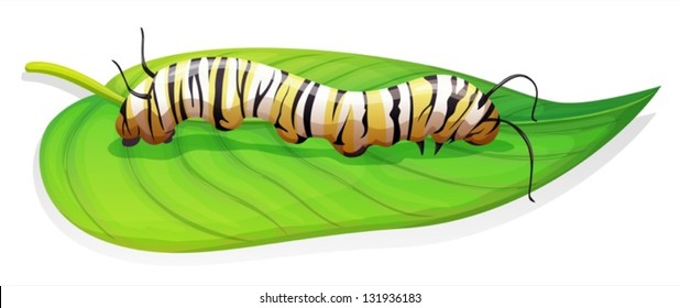 Illustration of the monarch butterfly larva stage