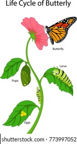 Illustration Of A Monarch Butterfly Life Cycle