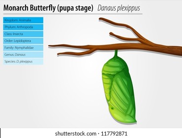 Illustration of the monarch butterfly pupa stage