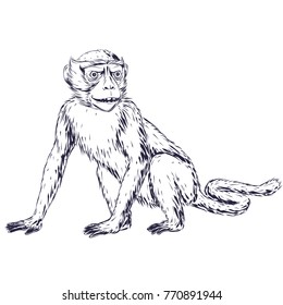 an illustration of a monkey or a chimpanzee. Illustration for monkey year in chinese calendar.