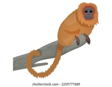 illustration of a monkey of the golden lion tamarin species, an animal of the Brazilian fauna.