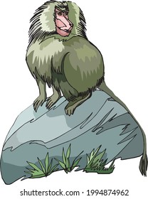 illustration of a monkey on the rock