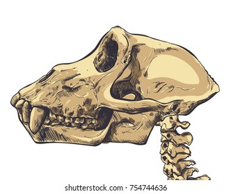 Illustration of a Monkey Skull on background. Vector