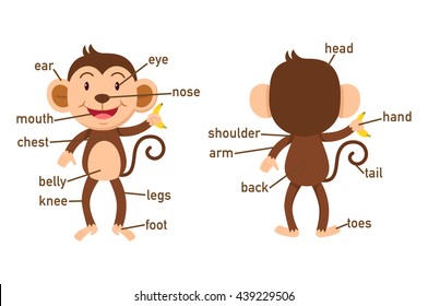 Illustration Of Monkey Vocabulary Part Of Body