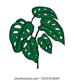 ilustração de folhas verdes de Monstera adansonii.