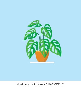 The illustration of the Monstera adansonii plant, Indonesian people call it "Janda Bolong" in a terracotta pot. Tropical plant monstera for interior decor of home or office on blue background.