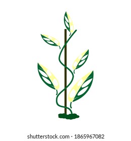 Illustration of Monstera adansonii plants, Indonesian people call it "Janda Bolong"