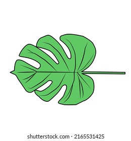 Illustration Monstera Deliciosa plant leaf from tropical forests isolated on white background. In Flat Design