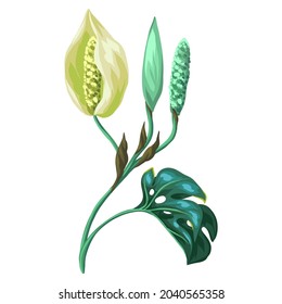 Illustration of monstera palm leaf with flower. Decorative image of tropical plant.