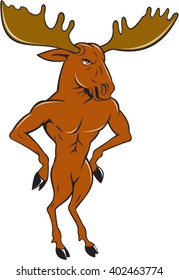 Illustration of a moose standing hands akimbo on hips looking to the side set on isolated white background done in cartoon style. 