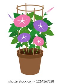 Illustration of morning glory.
