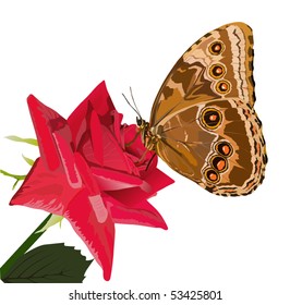 illustration with morpho butterfly on red rose flower