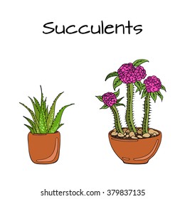 Illustration of most popular succulents. Aloe vera. Crown of Thorns