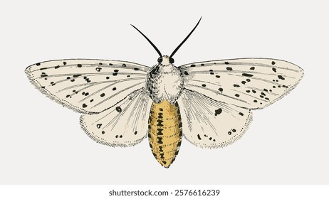 Illustration of a moth with detailed wings. Moth wings show intricate patterns. Moth illustration highlights delicate textures. Moth depicted in vintage style. Vintage animal illustration, vector.