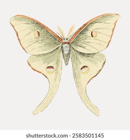 Illustration of a moth with large wings, showcasing intricate patterns. The moth's wings are detailed, with unique shapes and subtle colors. Vintage butterfly illustration isolated on white, vector.