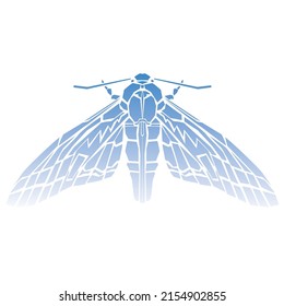 Illustration of moth. Top view.