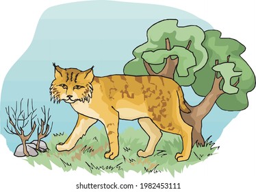 illustration of mountain cat in jungle