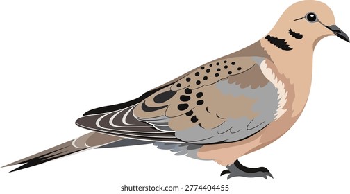 Illustration of a mourning dove bird with spotted wings and long tail white background zenaida macroura urban wildlife suburban wildlife illustration isolated creature peaceful