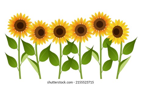 It is an illustration of multiple sunflowers.Vector data that is easy to edit.