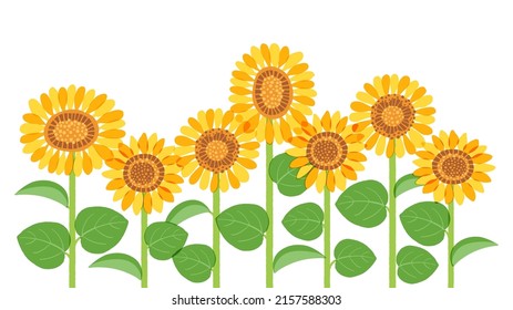 Illustration Multiple Sunflowersvector Data That Easy Stock Vector ...