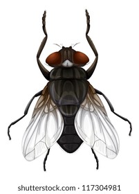 Illustration of a Musca domestica on a white background