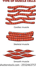 ilustração de tipos de células musculares - vetor