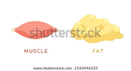 Illustration of muscle and fat isolated on white background. Flat vector illustration. Concept of weight loss, diet. Imagine de stoc © 