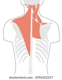 Illustration of the muscles and bones of the back and shoulders