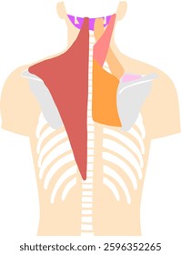 Illustration of the muscles and bones of the back and shoulders