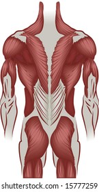 An illustration of the muscles of the human back