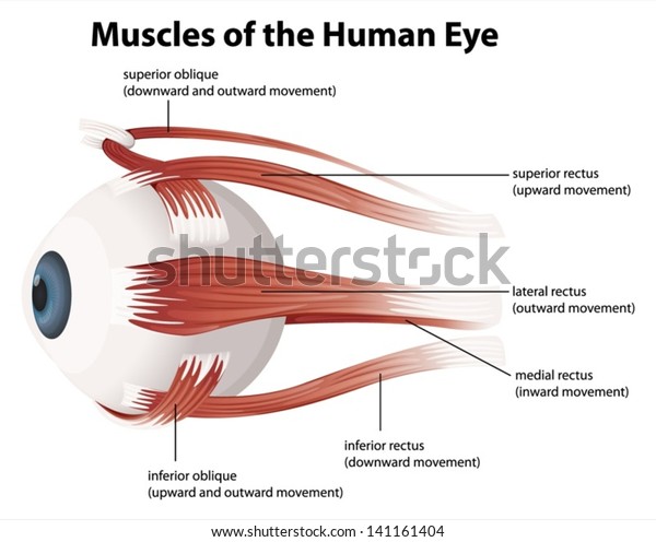 Illustration of the\
muscles of the human\
eye