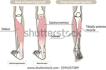 Illustration of the muscles and skeleton of the lower limbs, calf and shin