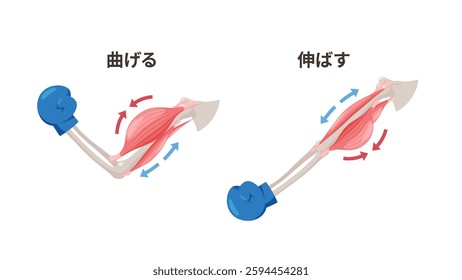 Illustration of muscles when bending and straightening the arm_biceps and triceps_translation: bend, stretch