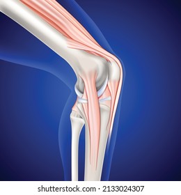 Illustration of musculoskeletal leg and knee on dark blue background, used for medical and educational use.