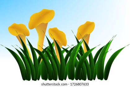 illustration of Mushroom Clitocybe aurantiaca yellow hat and leg growing in the grass on a white and blue background