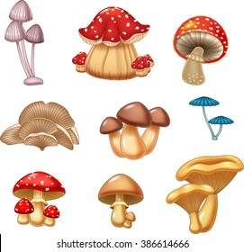 Illustration of mushroom collection