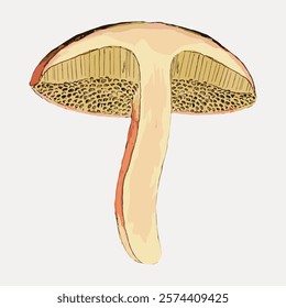 Illustration of a mushroom cross-section, showing mushroom gills and stem. Detailed mushroom drawing highlights the mushroom's unique structure. Vintage nature illustration isolated on white, vector.