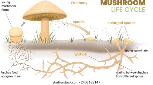 illustration of mushroom life cycle infographic