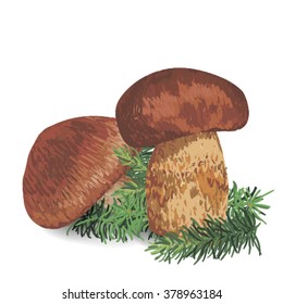 Illustration of a mushroom on a white background
