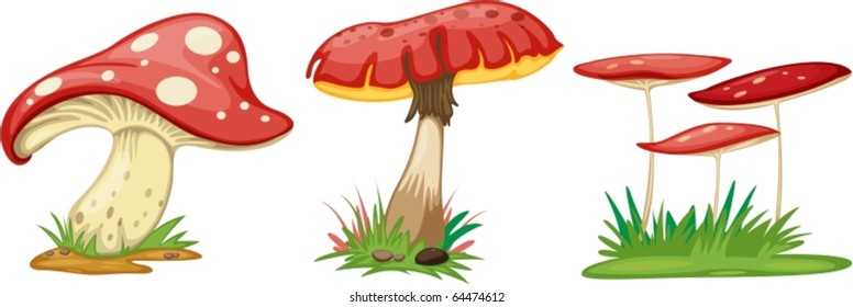 illustration of mushroom on a white background
