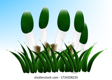 illustration of Mushroom Phallus impudicus cap of green color, gray leg, on white-blue background