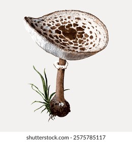 Illustration of a mushroom with a speckled cap and a tall stem. The mushroom is detailed, with a realistic texture. A small plant grows beside the mushroom. Vintage art drawing illustration vector.