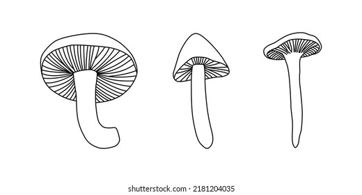 illustration with mushrooms background white button isolated. Vintage. Vector illustration