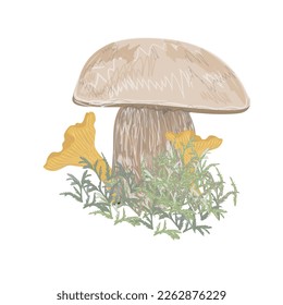 Illustration of mushrooms (boletus and chanterelles) in grass or moss. Vector graphics
