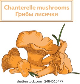 Illustration of mushrooms. Chanterelles. Color illustration.